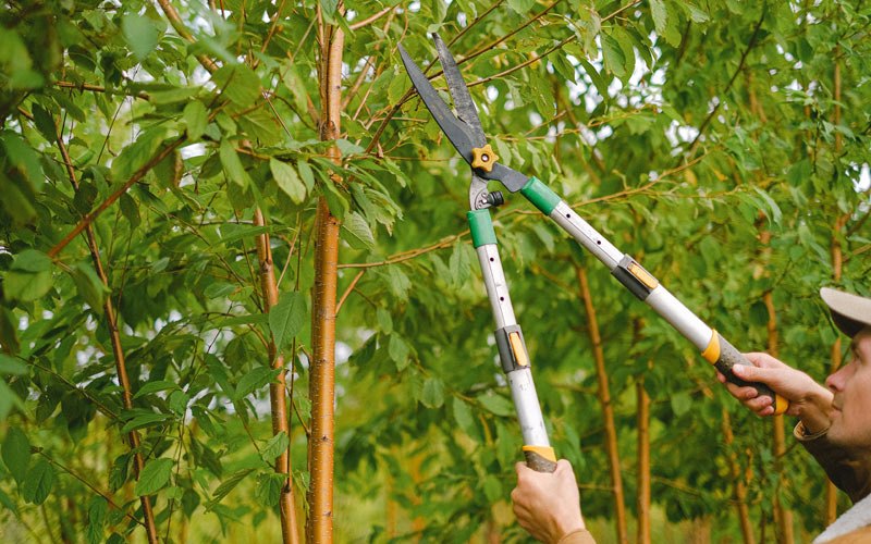 Tree trimming in Ruso, ND