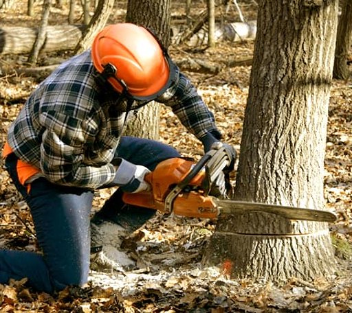 Tree Removal in Ruso, ND